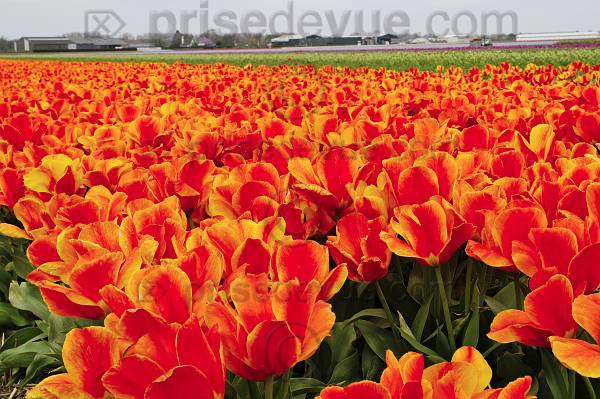 tulipes026