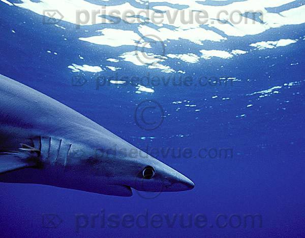 requins014