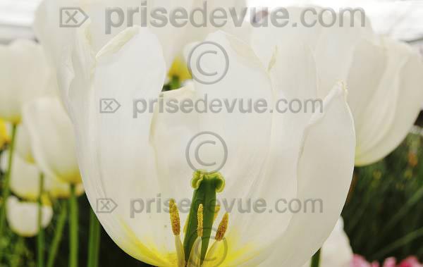 tulipes014